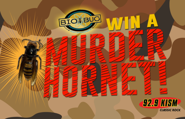 Win A Murder Hornet
