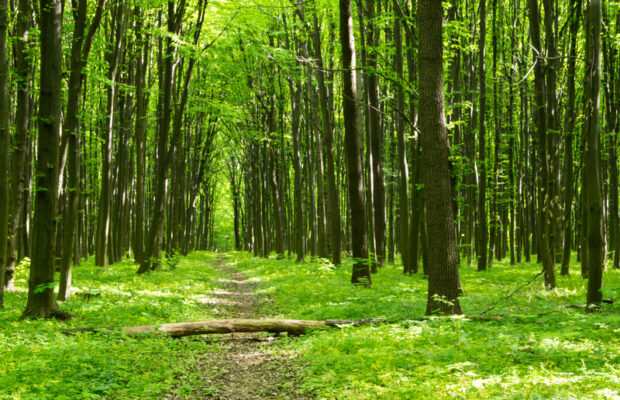 FREE Entrance to National Parks